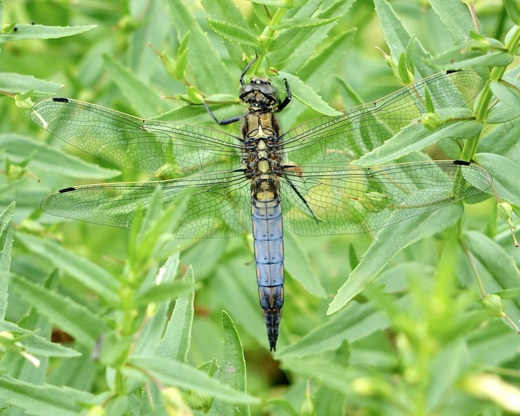 black-tailed skimmer